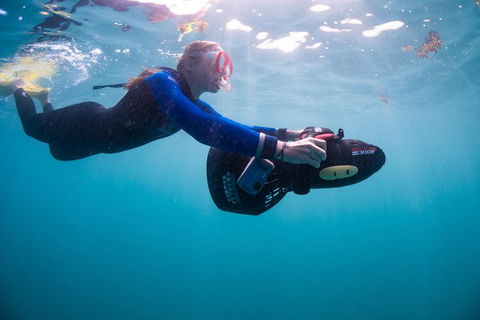 Full-Day Whale Sharks Swimming Experience On Ningaloo Reef - Accommodation Redcliffe 4