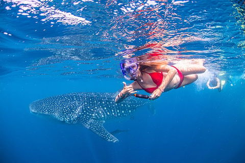 Full-Day Whale Sharks Swimming Experience On Ningaloo Reef - Accommodation Redcliffe 0