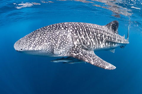 Full-Day Whale Sharks Swimming Experience On Ningaloo Reef - Accommodation Redcliffe 14