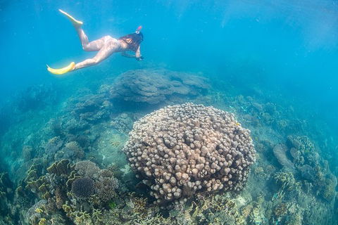 Full-Day Whale Sharks Swimming Experience On Ningaloo Reef - Accommodation Redcliffe 6