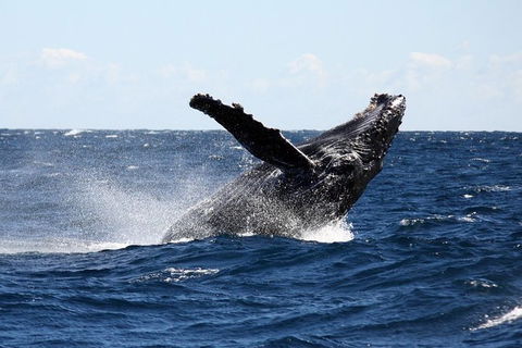 Full-Day Whale Sharks Swimming Experience On Ningaloo Reef - Accommodation Redcliffe 8