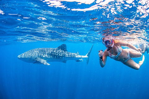Full-Day Whale Sharks Swimming Experience On Ningaloo Reef - Accommodation Redcliffe 17