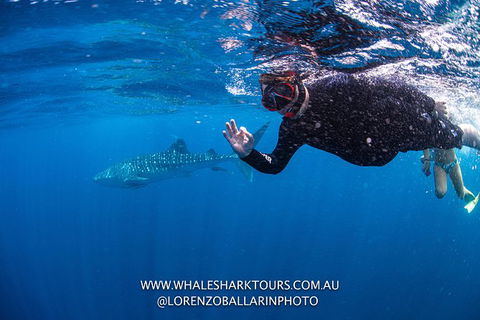 Full-Day Whale Sharks Swimming Experience On Ningaloo Reef - Accommodation Redcliffe 2