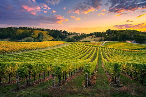 Swan Valley Sunset Wine Tour - Premium Small Group Tour - Accommodation Redcliffe 0