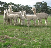 Blackgate Lodge Alpaca Stud - Accommodation Redcliffe