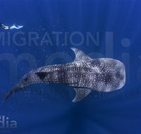 Migration Media - Accommodation Redcliffe