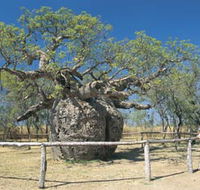 Boab Prison Tree - Accommodation Redcliffe