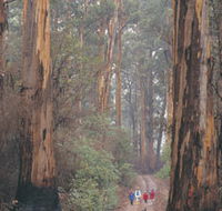 Beedelup National Park - Accommodation Redcliffe