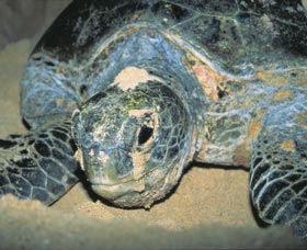 Turtle Nesting Season - Accommodation Redcliffe 0