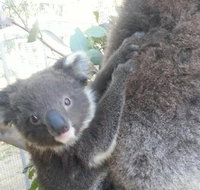 West Oz Wildlife Petting Zoos - Accommodation Redcliffe