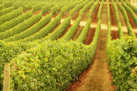 Wignalls Winery - Accommodation Redcliffe 0