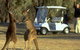 Coomealla Golf Club - thumb 2