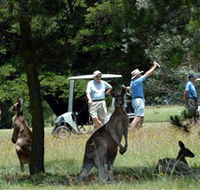 Glen Innes Golf Club - Accommodation Redcliffe