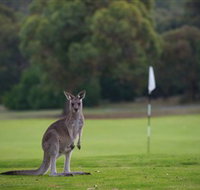 Anglesea Golf Club - Accommodation Redcliffe