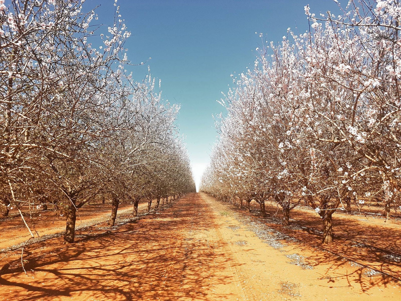 Robinvale Irrigation District Section B VIC Accommodation Redcliffe