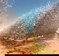 Mallee Almond Blossom Festival - Accommodation Redcliffe