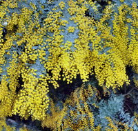 Australian Wattle Day  the Old Bus Depot Markets - Accommodation Redcliffe