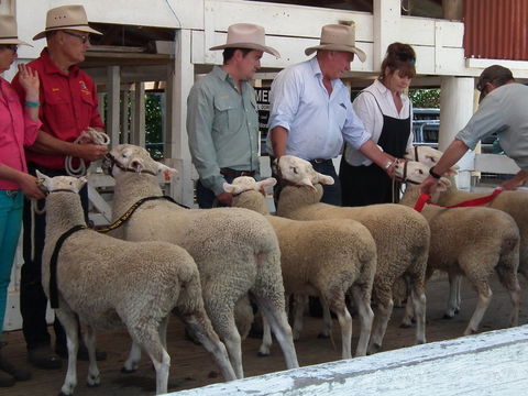 Glen Innes Pastoral And Agricultural Show - Accommodation Redcliffe 2