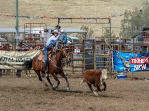 Gresford  Campdraft And Rodeo - Accommodation Redcliffe 1