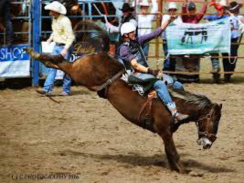 Gresford  Campdraft And Rodeo - Accommodation Redcliffe 2
