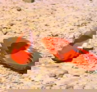 Let's Dance Carinda David Bowie Tribute Festival - Accommodation Redcliffe