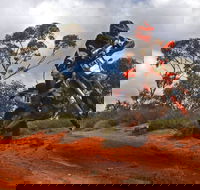 Sunraysia Safari Rally - Accommodation Redcliffe