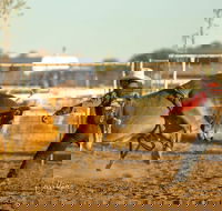Walgett Charity Bushman's Carnival Rodeo and Campdraft