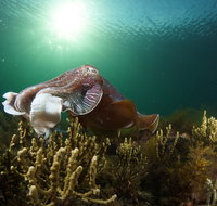Cuttlefish Diving  Snorkeling EVERYDAY May -August - Accommodation Redcliffe