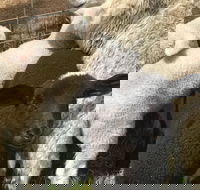 Flinders Island Show - Accommodation Redcliffe