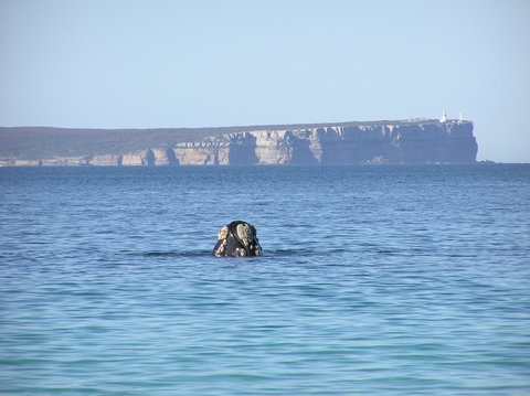 Jervis Bay's Sydney To Hobart Experience - Accommodation Redcliffe 0