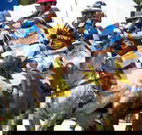 Land Rover Polo in the City Brisbane - Accommodation Redcliffe