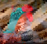 Nimbin Show - Accommodation Redcliffe