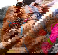 Willunga Almond Blossom Festival - Accommodation Redcliffe