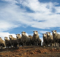 Annual Bredbo Sheep Dog Trials - Accommodation Redcliffe