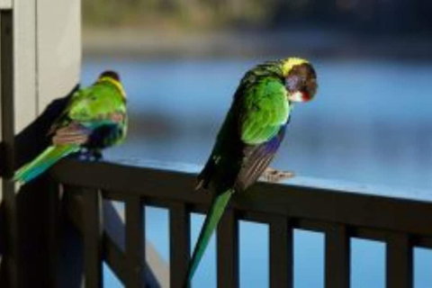 RAC Karri Valley Resort - Accommodation Redcliffe 3