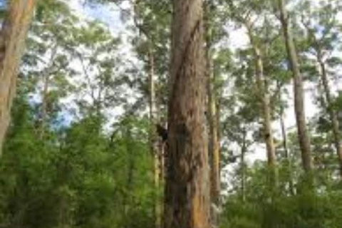 RAC Karri Valley Resort - Accommodation Redcliffe 1