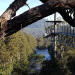 Tahune Air Walk Lodge - Accommodation Redcliffe 0