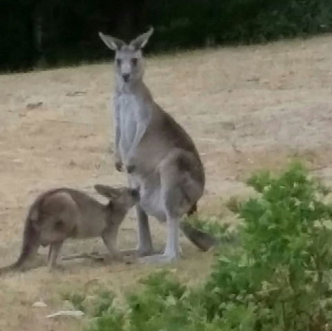 Jarrah Lodge - Accommodation Redcliffe 0