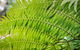 Bessou - thumb 1