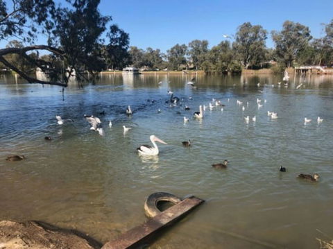 Discovery Parks - Mildura, Buronga Riverside - Accommodation Redcliffe 1