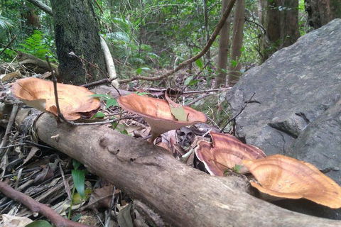 Ruah Rain Forest Retreat - Accommodation Redcliffe 3