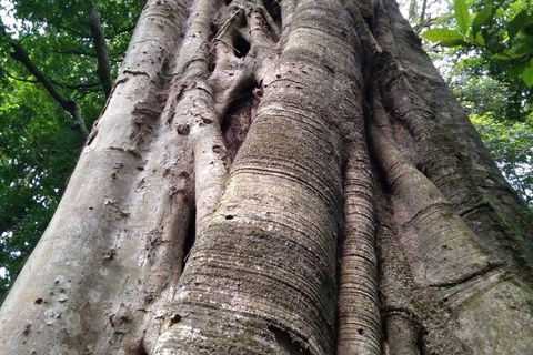 Ruah Rain Forest Retreat - Accommodation Redcliffe 1