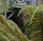 The Wombat Cottage - Accommodation Redcliffe