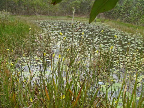 Back To The Bush - Accommodation Redcliffe 3