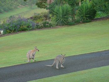 Belle La Vie B & B - Accommodation Redcliffe 5