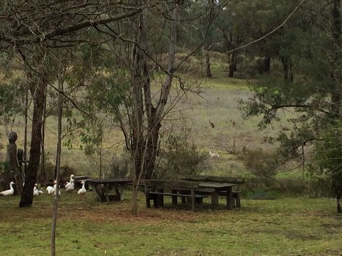 Wildwood Guesthouse - Accommodation Redcliffe 1