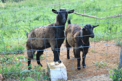 Alstonville Country Cottages - Accommodation Redcliffe 0