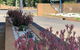 Gilgandra Motel - thumb 1