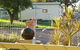 Big4 Acclaim Prospector Holiday Park - thumb 0
