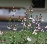 Serendipity on Allyn - Accommodation Redcliffe
